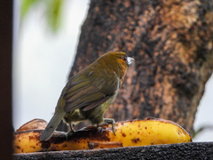 Semnornis frantzii
