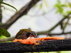 Saltator maximus