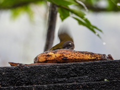 Chlorospingus flavopectus