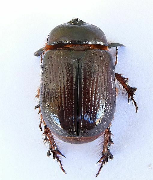 Orizabus ligyroides