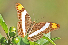 Adelpha fessonia