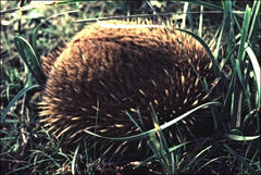 Tachyglossus aculeatus setosus