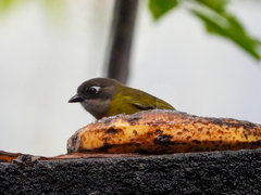 Chlorospingus flavopectus