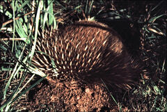 Tachyglossus aculeatus setosus