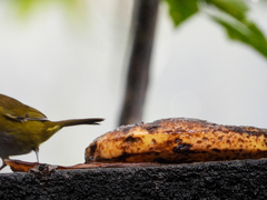 Chlorospingus flavopectus