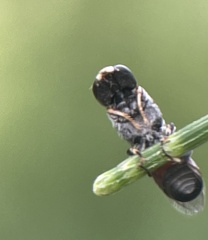 Hylaeus littleri