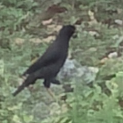 Acridotheres cristatellus formosanus