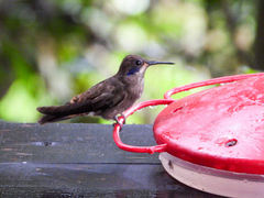 Colibri delphinae
