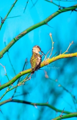 Calypte costae