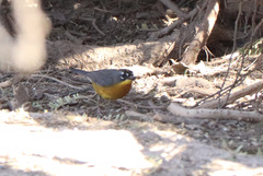 Basileuterus lachrymosus