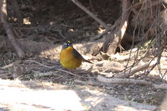 Basileuterus lachrymosus