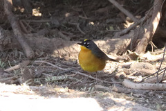 Basileuterus lachrymosus