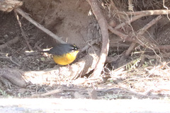 Basileuterus lachrymosus