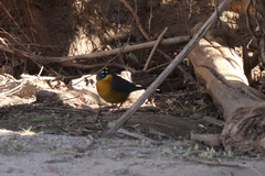 Basileuterus lachrymosus