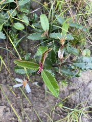 Olearia erubescens