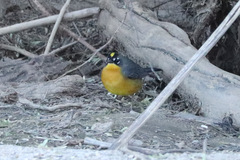 Basileuterus lachrymosus