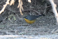 Basileuterus lachrymosus