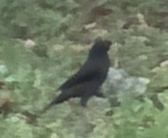 Acridotheres cristatellus formosanus