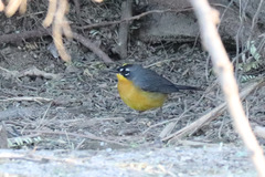 Basileuterus lachrymosus