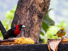 Tangara icterocephala