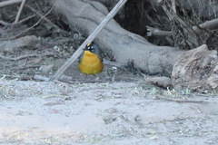 Basileuterus lachrymosus