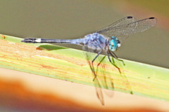 Micrathyria aequalis