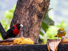 Tangara icterocephala