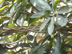 Dendrelaphis tristis