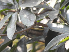 Dendrelaphis tristis