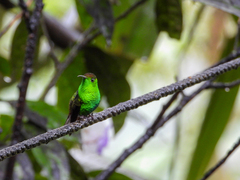 Microchera cupreiceps