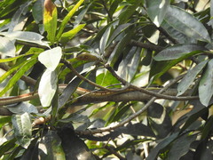 Dendrelaphis tristis