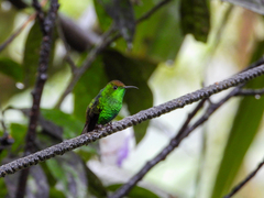 Microchera cupreiceps