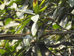 Dendrelaphis tristis