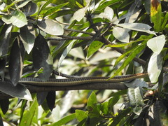 Dendrelaphis tristis