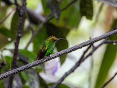 Microchera cupreiceps