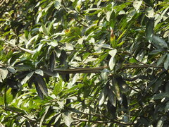 Dendrelaphis tristis