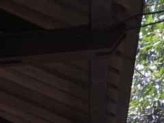 Dendrelaphis tristis