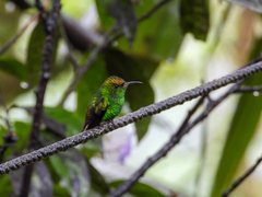 Microchera cupreiceps