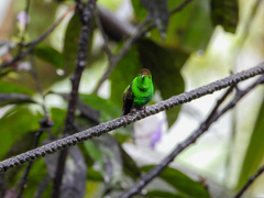 Microchera cupreiceps