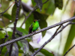 Microchera cupreiceps