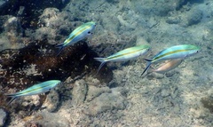 Caesio caerulaurea