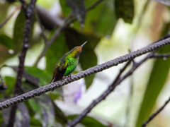 Microchera cupreiceps