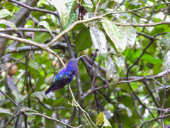 Campylopterus hemileucurus