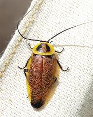 Ellipsidion reticulatum