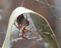 Phonognatha graeffei