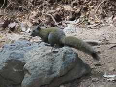 Callosciurus caniceps