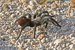Aphonopelma anax