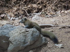 Callosciurus caniceps