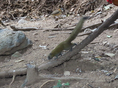 Callosciurus caniceps