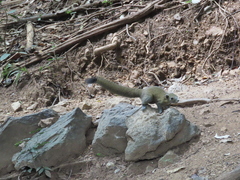 Callosciurus caniceps